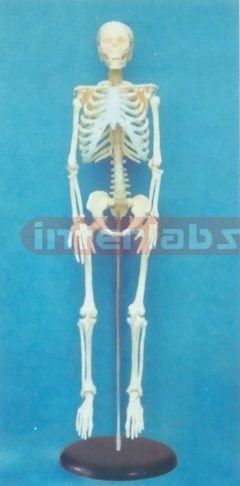 50 CM TALL HUMAN SKELETON MODEL (VERTICAl)